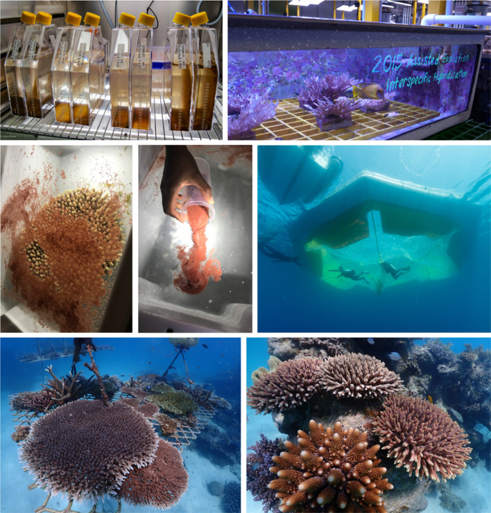 Horizon scan of rapidly advancing coral restoration approaches for 21st century reef management.