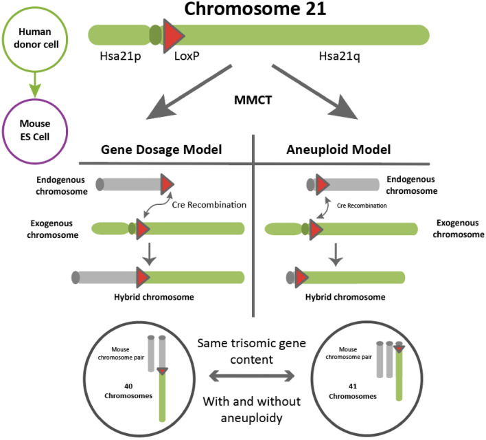 Mouse models of aneuploidy to understand chromosome disorders.