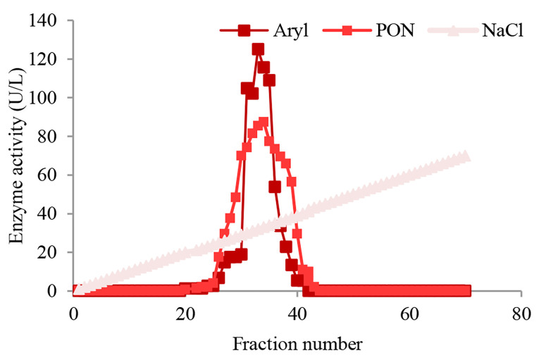 The effect of homocysteine thiolactone on paraoxonase and aryl esterase activity of human serum purified paraoxonase 1 in vitro experiments.