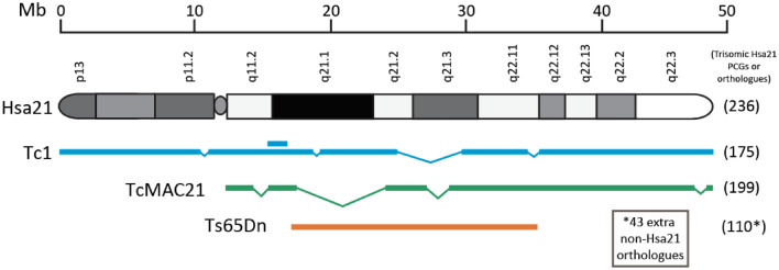 Mouse models of aneuploidy to understand chromosome disorders.