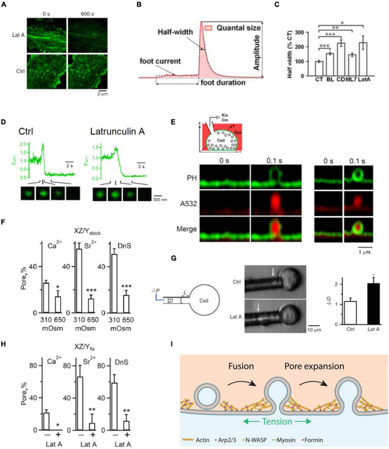 Multiple Roles of Actin in Exo- and Endocytosis.