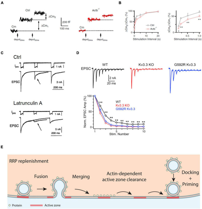 Multiple Roles of Actin in Exo- and Endocytosis.