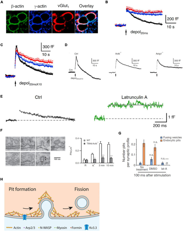 Multiple Roles of Actin in Exo- and Endocytosis.