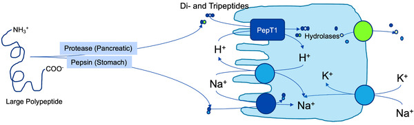 Transition to peptide-based diet improved enteral nutrition tolerance and decreased healthcare utilization in pediatric home enteral nutrition.