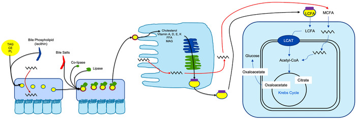 Transition to peptide-based diet improved enteral nutrition tolerance and decreased healthcare utilization in pediatric home enteral nutrition.