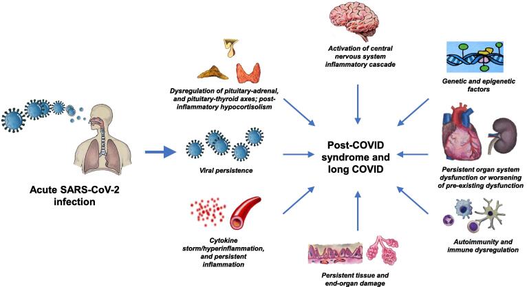 COVID-19 and chronic fatigue syndrome: An endocrine perspective