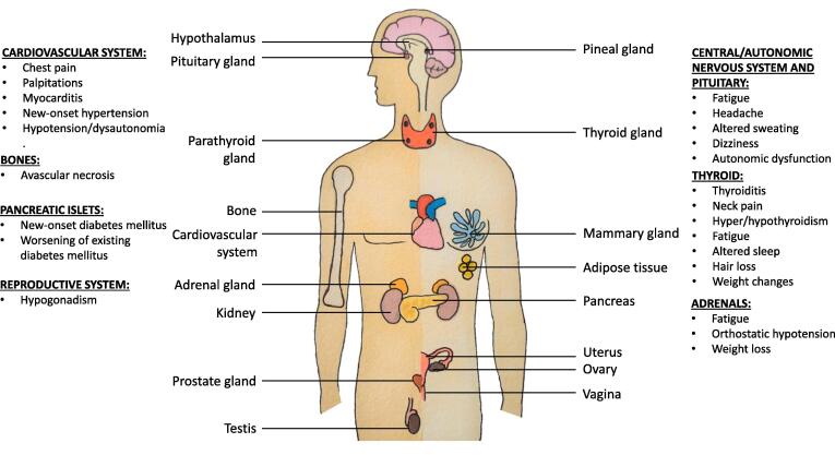 COVID-19 and chronic fatigue syndrome: An endocrine perspective