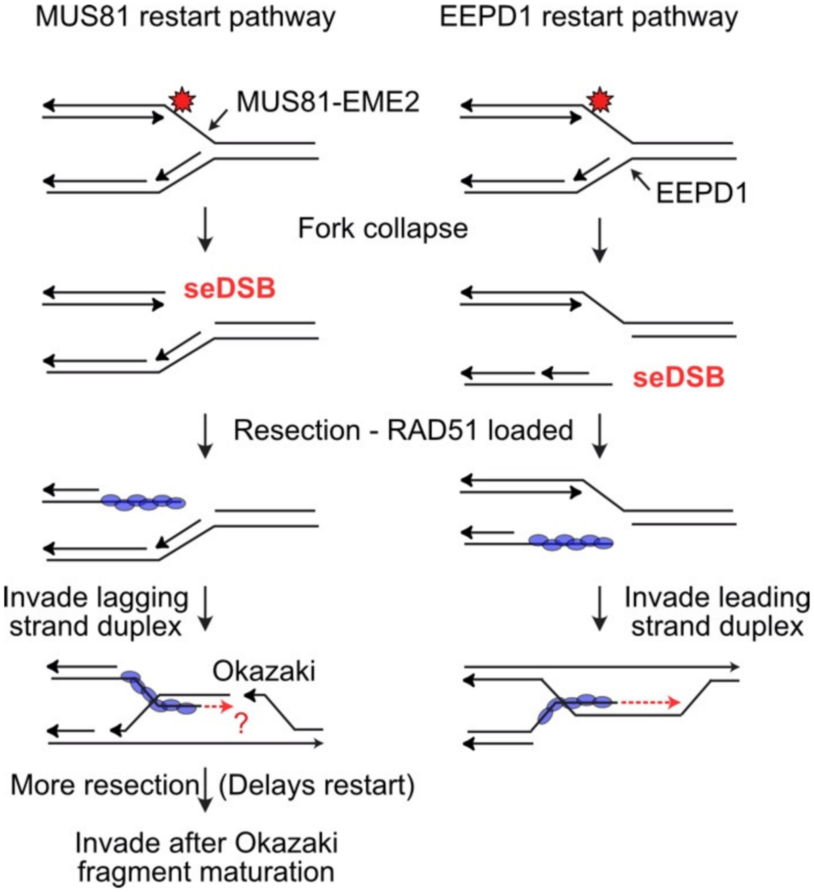 Nucleases and Co-Factors in DNA Replication Stress Responses.