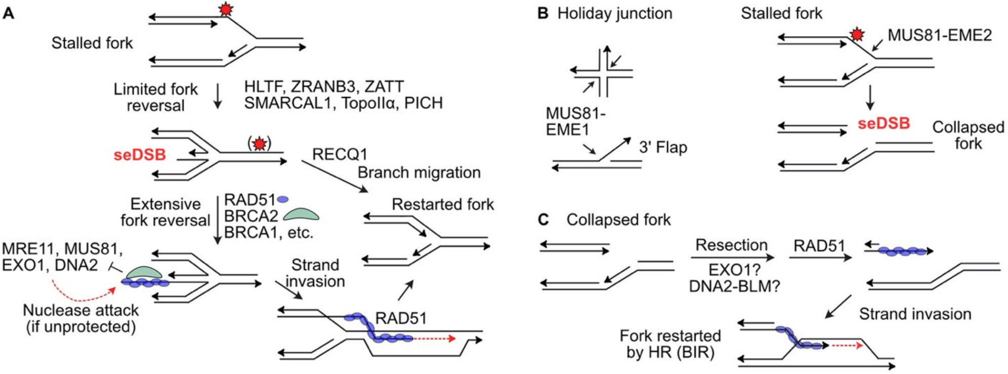 Nucleases and Co-Factors in DNA Replication Stress Responses.