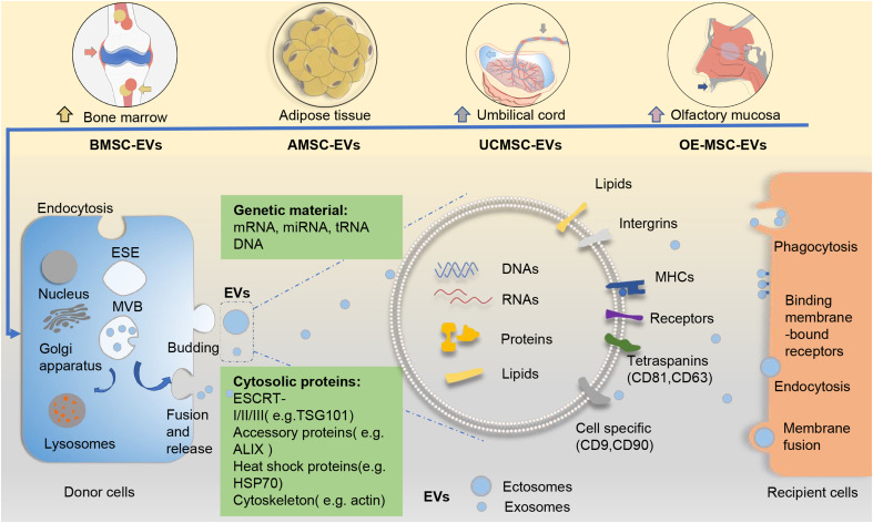 Update on the role of extracellular vesicles in rheumatoid arthritis.