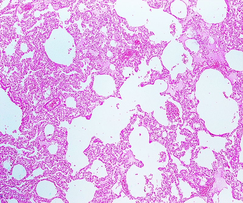 Persistent SARS-CoV-2 antigen presence in multiple organs of a naturally infected cat from Brazil.