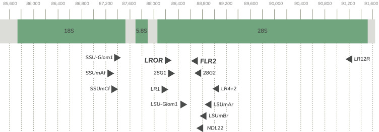 Environmental identification of arbuscular mycorrhizal fungi using the LSU rDNA gene region: an expanded database and improved pipeline.