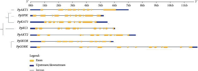 Genome-Wide Identification and Characterization of the Shaker-Type K<sup>+</sup> Channel Genes in <i>Prunus persica</i> (L.) Batsch.