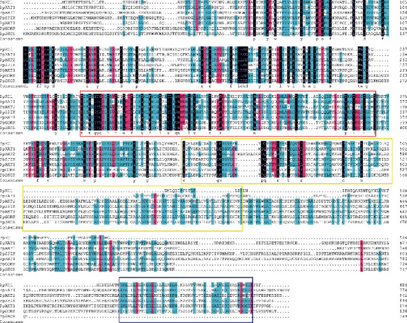 Genome-Wide Identification and Characterization of the Shaker-Type K<sup>+</sup> Channel Genes in <i>Prunus persica</i> (L.) Batsch.