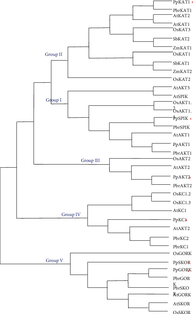 Genome-Wide Identification and Characterization of the Shaker-Type K<sup>+</sup> Channel Genes in <i>Prunus persica</i> (L.) Batsch.