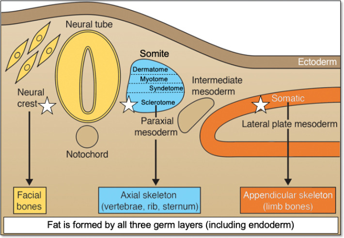 Recent updates on the biological basis of heterogeneity in bone marrow stromal cells/skeletal stem cells.