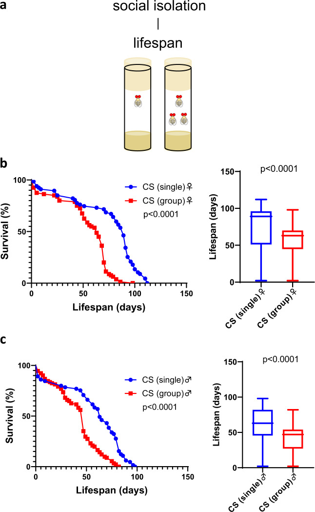 The deleterious effects of old social partners on Drosophila lifespan and stress resistance.