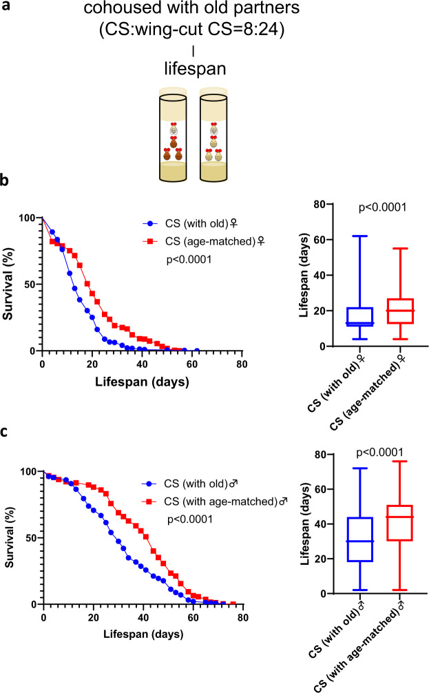 The deleterious effects of old social partners on Drosophila lifespan and stress resistance.