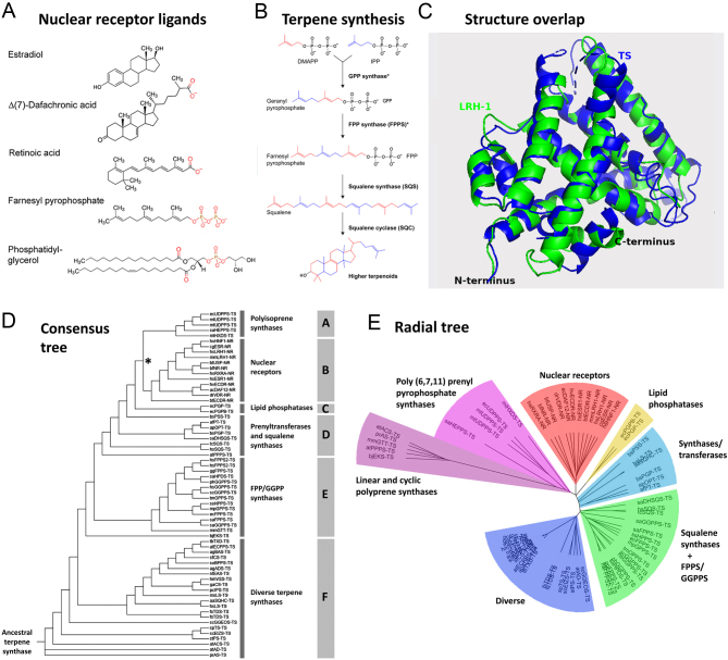 Evidence that nuclear receptors are related to terpene synthases.