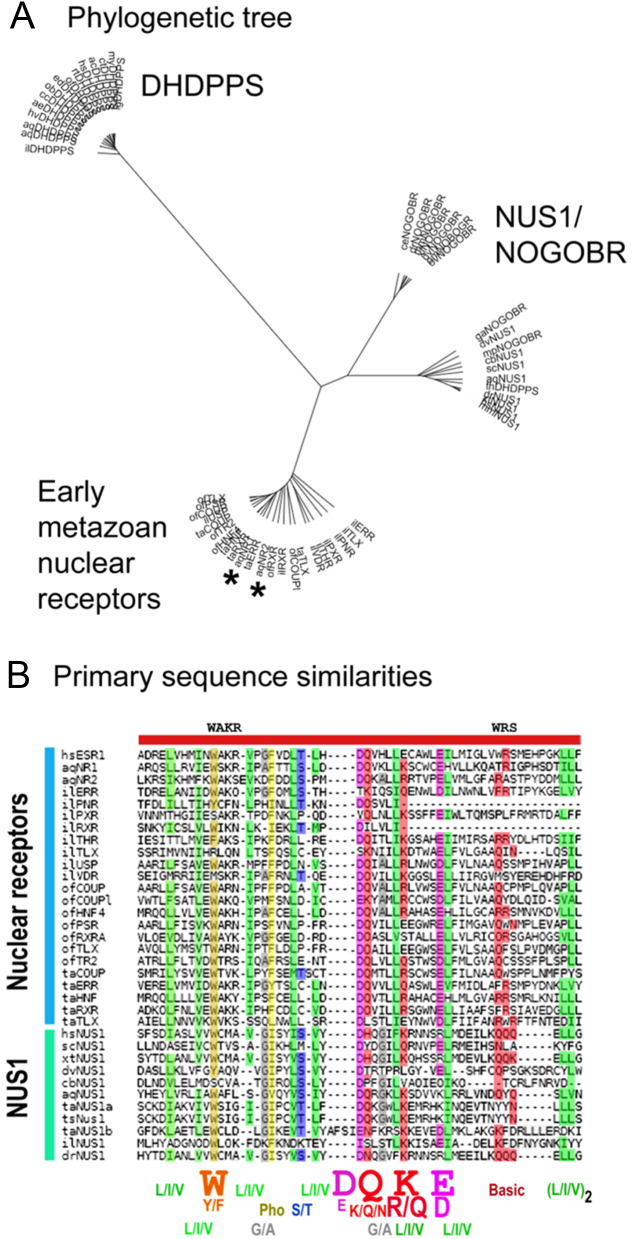 Evidence that nuclear receptors are related to terpene synthases.