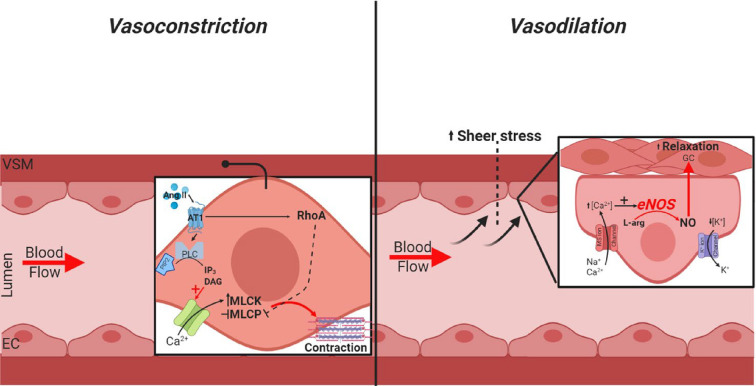 Chronic obstructive pulmonary disease and atherosclerosis: common mechanisms and novel therapeutics.