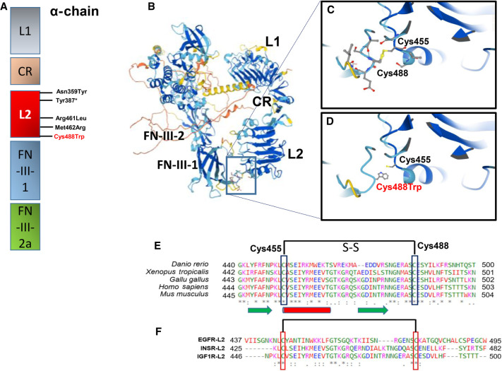 Reanalysis of a novel variant in the <i>IGF1R</i> gene in a family with variable prenatal and postnatal growth retardation and dysmorphic features: benefits and feasibility of IUSM-URDC (Undiagnosed Rare Disease Clinic) program.