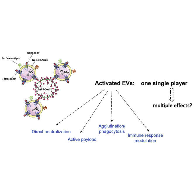 Good reasons for targeting SARS-CoV-2 by engineered extracellular vesicles.