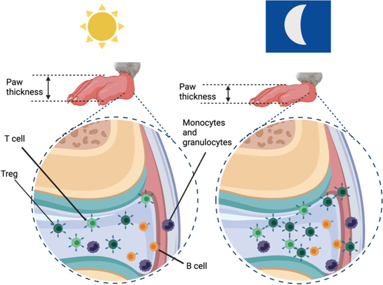 Adaptive immunity, chronic inflammation and the clock.