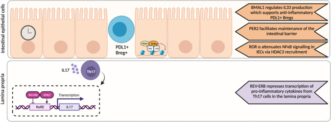 Adaptive immunity, chronic inflammation and the clock.