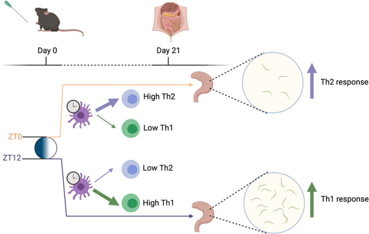 Adaptive immunity, chronic inflammation and the clock.