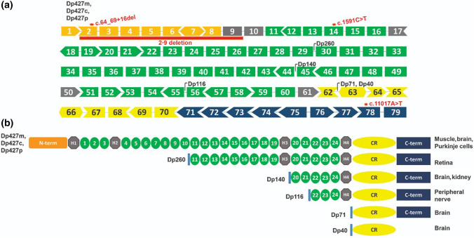 Dystrophin genetic variants and autism.