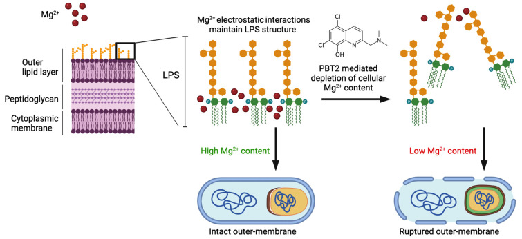 An ionophore breaks the multi-drug-resistance of <i>Acinetobacter baumannii</i>.