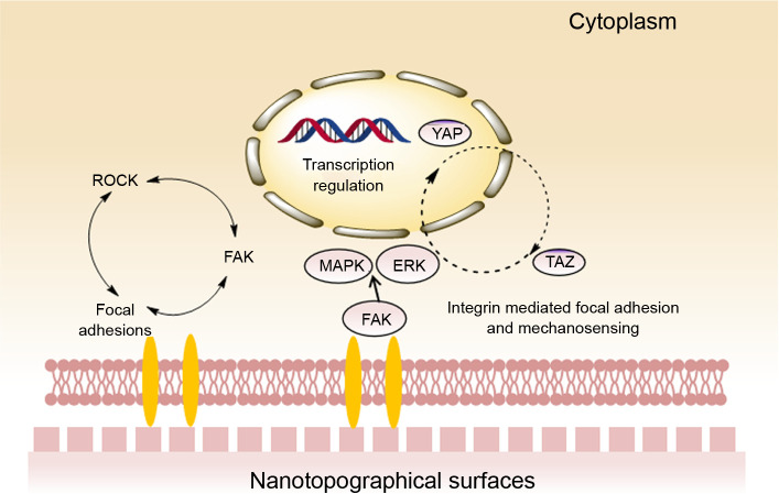 An update of nanotopographical surfaces in modulating stem cell fate: a narrative review.