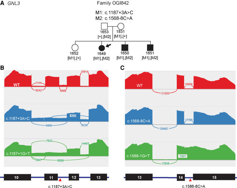 A hidden structural variation in a known IRD gene: a cautionary tale of two new disease candidate genes.