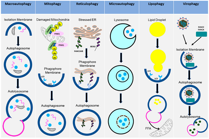 Autophagy in Virus Infection: A Race between Host Immune Response and Viral Antagonism.