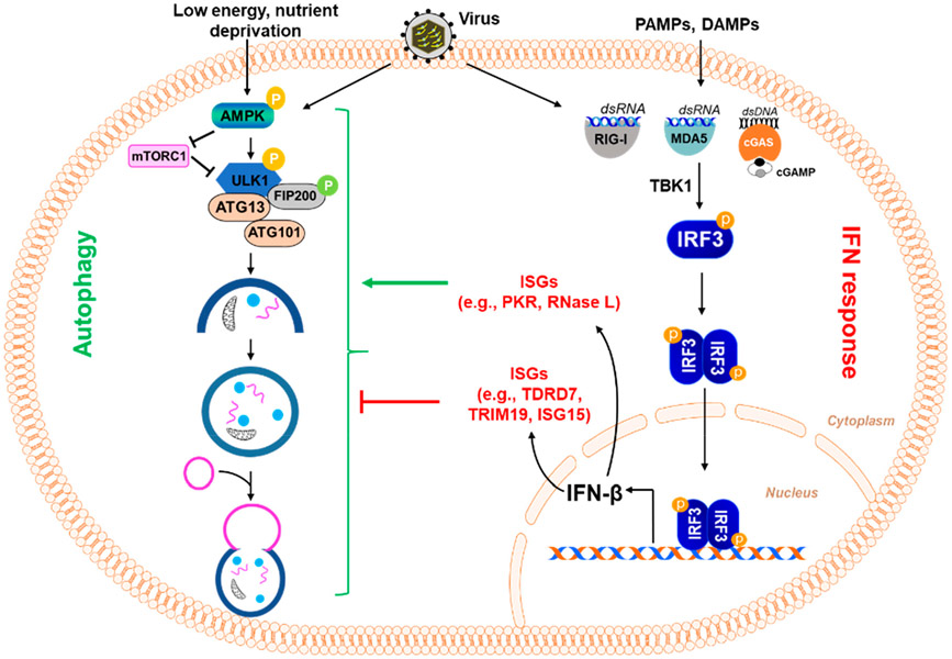 Autophagy in Virus Infection: A Race between Host Immune Response and Viral Antagonism.