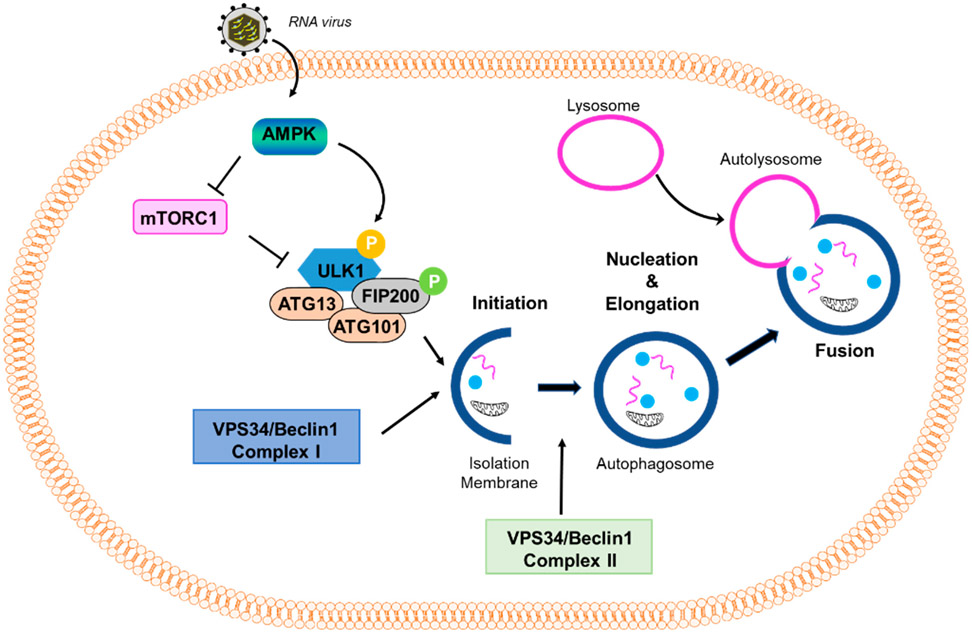 Autophagy in Virus Infection: A Race between Host Immune Response and Viral Antagonism.