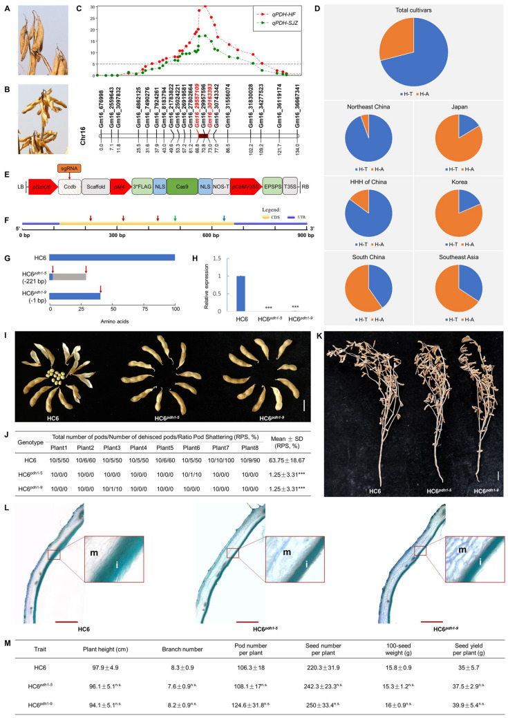 Elimination of an unfavorable allele conferring pod shattering in an elite soybean cultivar by CRISPR/Cas9