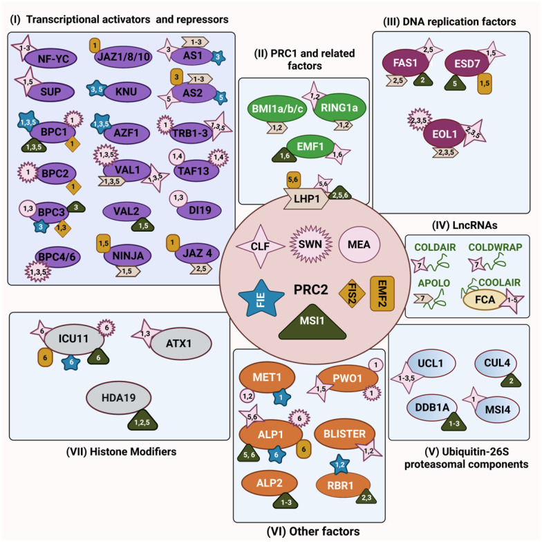 The Importance of Networking: Plant Polycomb Repressive Complex 2 and Its Interactors.