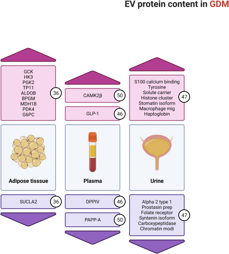 Extracellular vesicles in gestational diabetes mellitus: A scoping review.