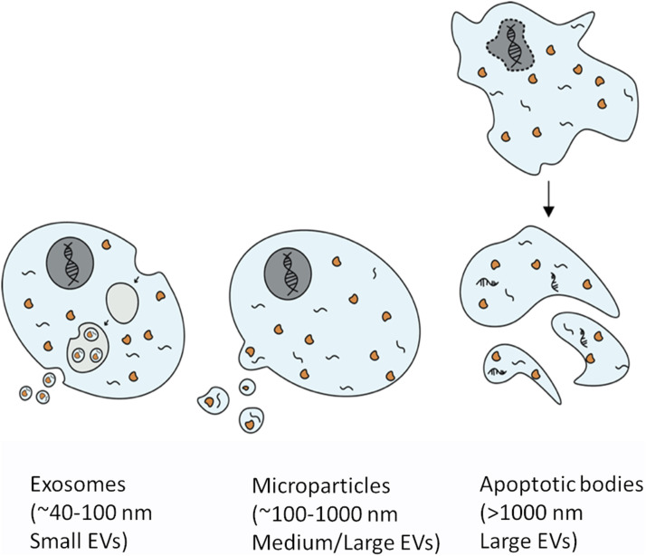 Extracellular vesicles in gestational diabetes mellitus: A scoping review.