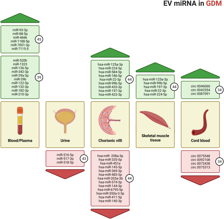 Extracellular vesicles in gestational diabetes mellitus: A scoping review.