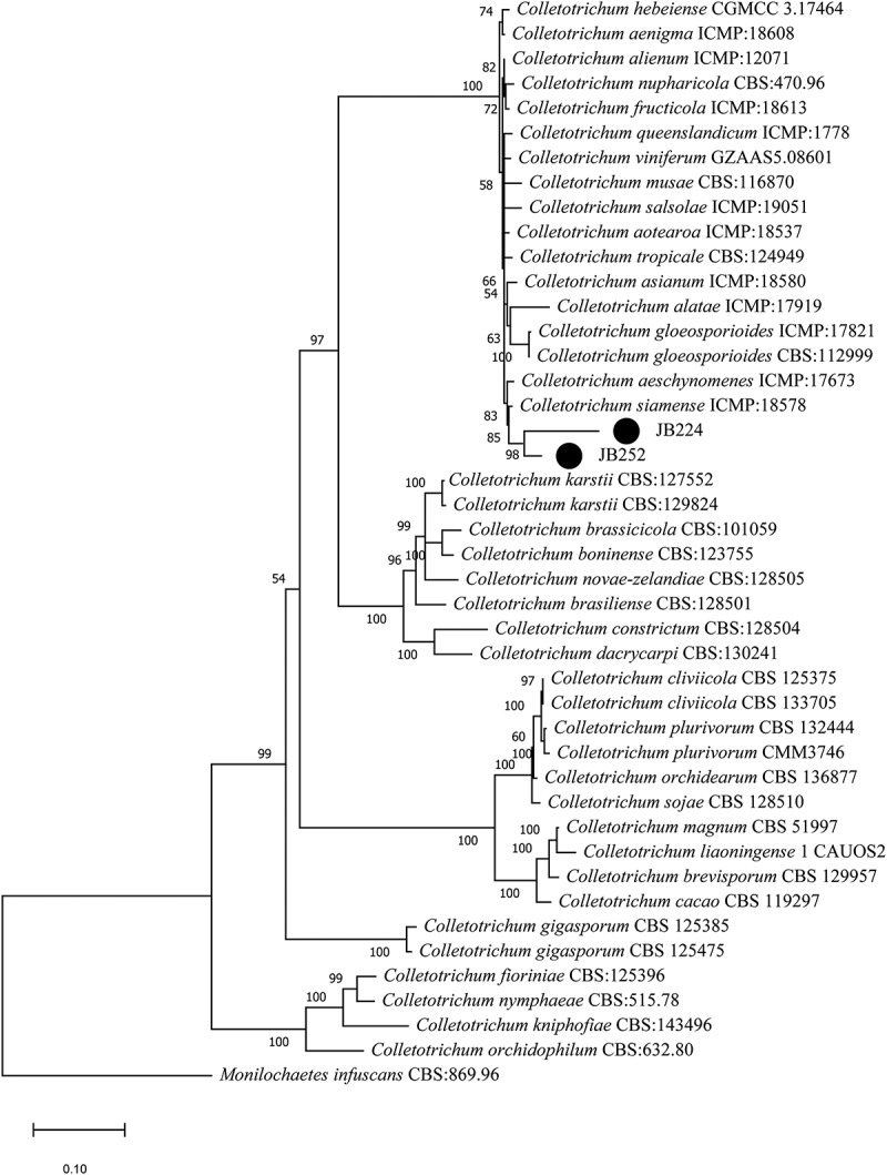 Influence of plant growth-promoting endophytes <i>Colletotrichum siamense</i> and <i>Diaporthe masirevici</i> on tomato plants (<i>Lycopersicon esculentum</i> Mill.).