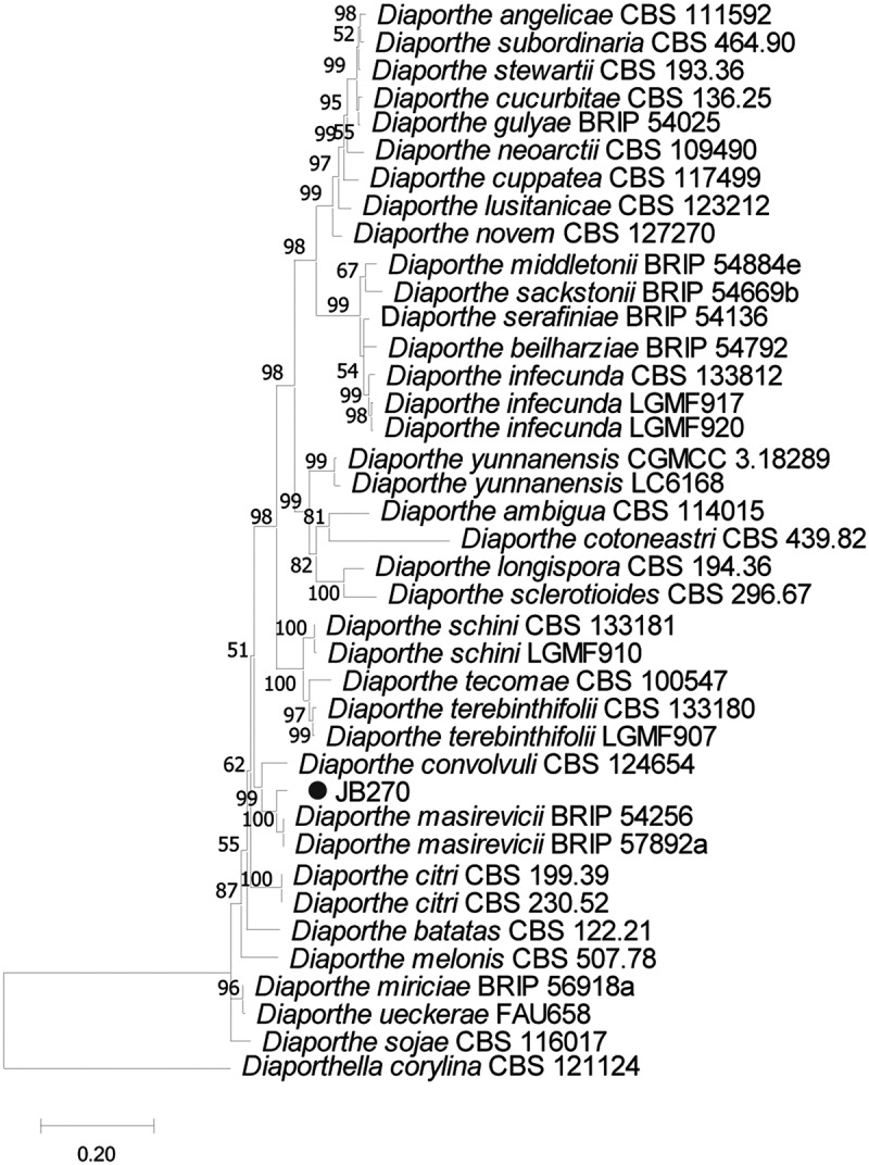 Influence of plant growth-promoting endophytes <i>Colletotrichum siamense</i> and <i>Diaporthe masirevici</i> on tomato plants (<i>Lycopersicon esculentum</i> Mill.).