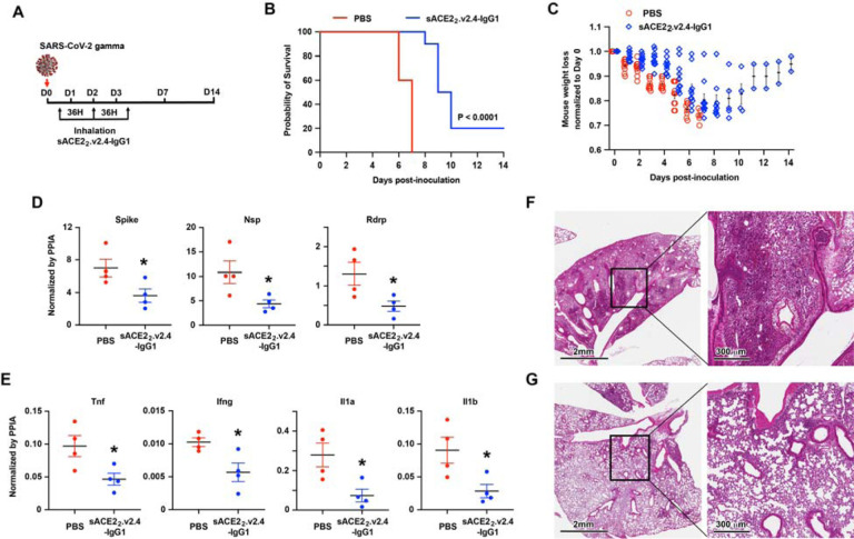 An engineered ACE2 decoy receptor can be administered by inhalation and potently targets the BA.1 and BA.2 omicron variants of SARS-CoV-2.