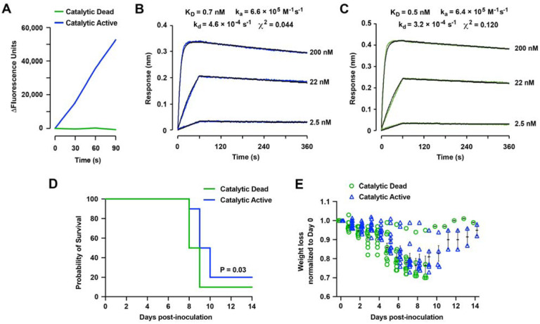 An engineered ACE2 decoy receptor can be administered by inhalation and potently targets the BA.1 and BA.2 omicron variants of SARS-CoV-2.