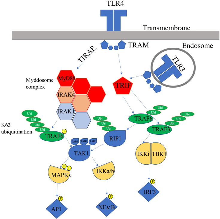 Toll-Like Receptor Signalling Pathways and the Pathogenesis of Retinal Diseases.
