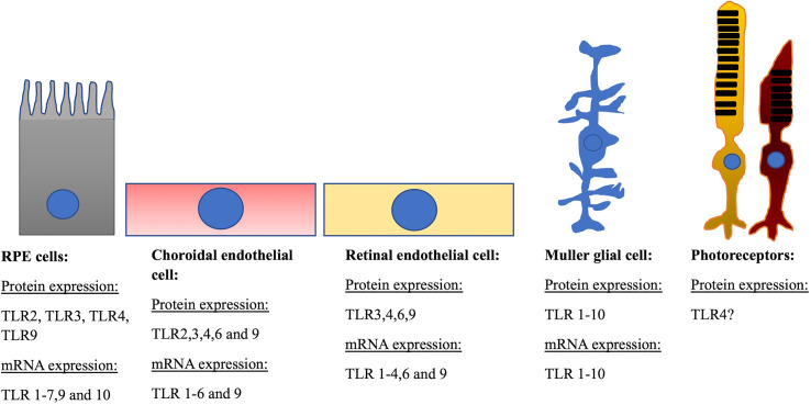 Toll-Like Receptor Signalling Pathways and the Pathogenesis of Retinal Diseases.