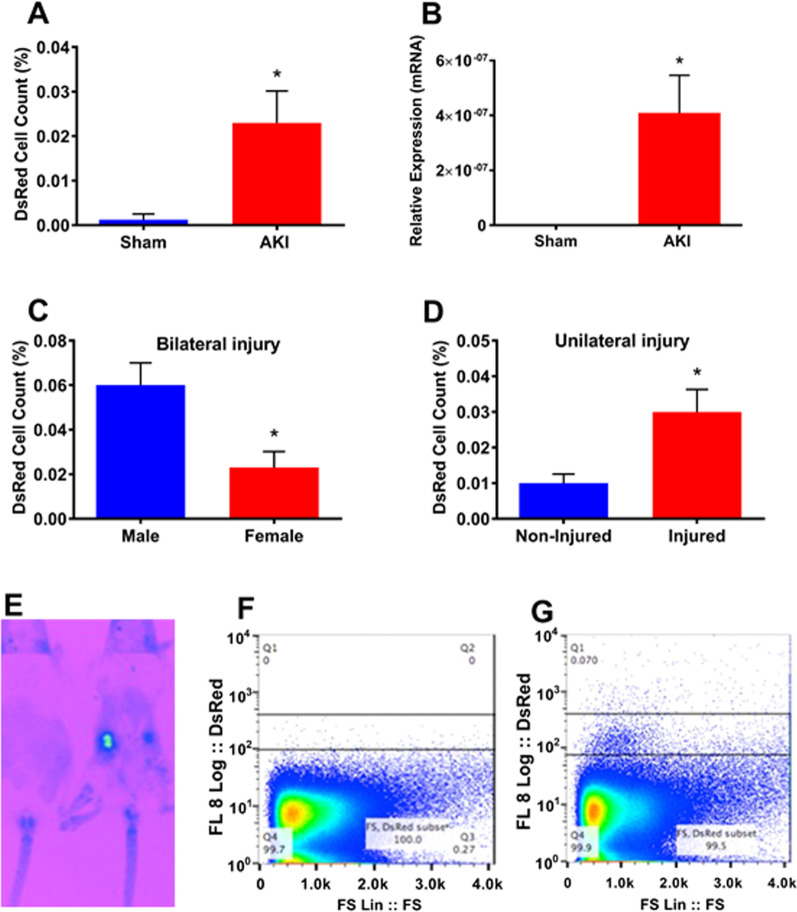 Therapeutic role of uterine-derived stem cells in acute kidney injury.