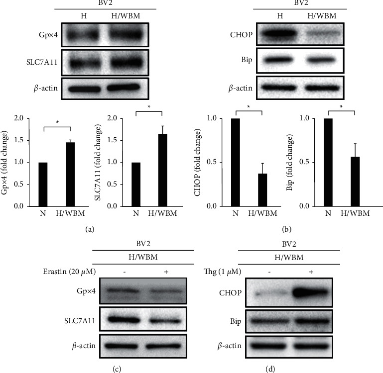 Wild Bitter Melon Extract Abrogates Hypoxia-Induced Cell Death via the Regulation of Ferroptosis, ER Stress, and Apoptosis in Microglial BV2 Cells.